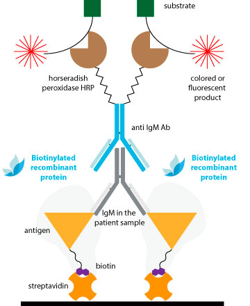 Protein orientation in streptavidin-coated plates